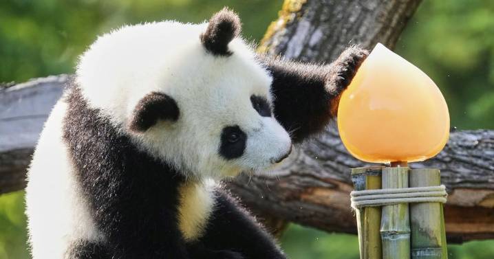 Photos show twin giant panda cubs celebrating their first birthday in Berlin zoo