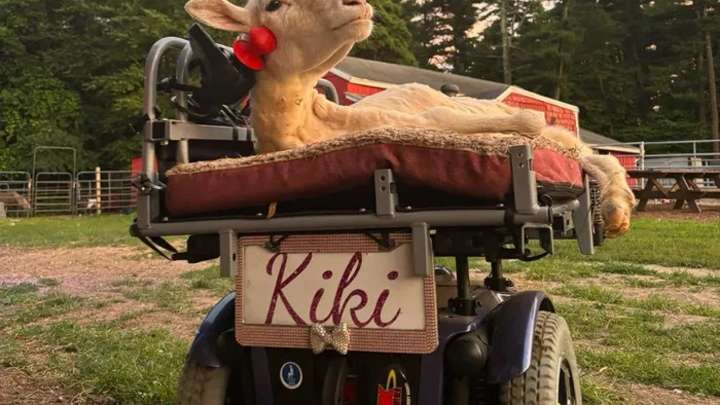 La increíble historia de Kiki: la oveja que aprendió a manejar su propia silla de ruedas