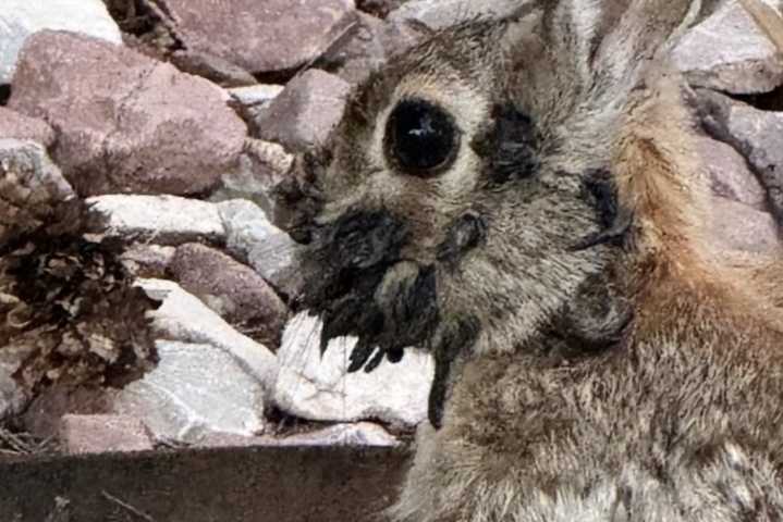 El misterioso virus que causa cuernos y tentáculos en conejos de Estados Unidos