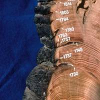 Tree rings reveal how Western Apache controlled Arizona’s wildfires for centuries