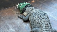 10-foot alligator removed from North Texas lake