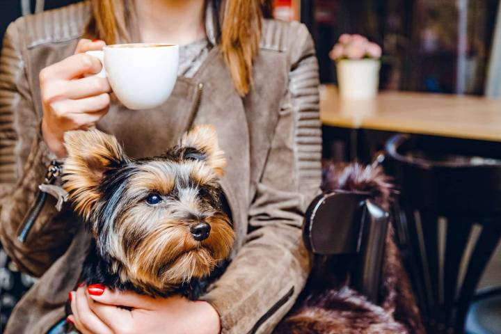 Woman Slams Man for Bringing His ‘Scared’ Daughter to Dog