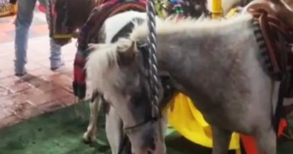 Seguirán actividades con animales en Fenapo con supervisión: SGG