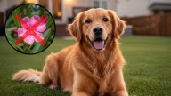 La planta que tenés que sacar de tu jardín si tenés un Golden Retriever