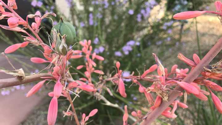 Hardy Herbs That Are Great Companion Plants Alongside Red Yucca
