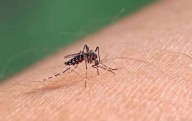 Registra Juárez primer caso importado de dengue