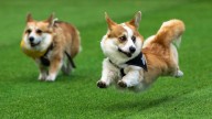 Over 100 teams compete in Lithuania’s international Corgi race