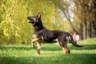 Dear Abby: Between cigarette smoke and dogs everywhere, I can’t bear to visit my in