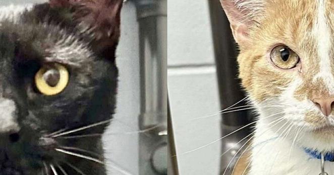 Feline duo ready for adoption at SOS