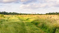 Wormwood Scrubs, my deserted little bit of paradise 