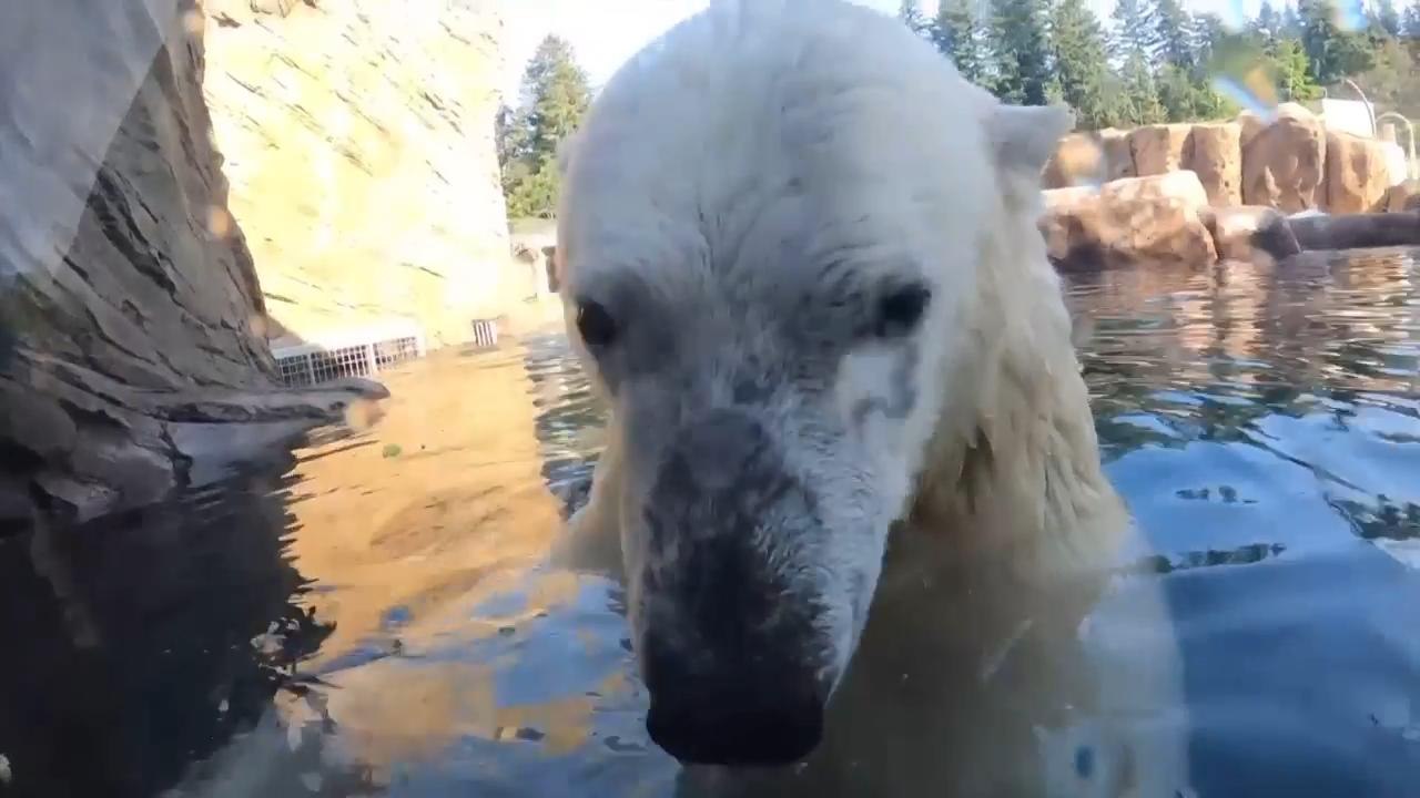 Meet the 'playful and curious' polar bear that will soon be arriving to a Chicago area zoo