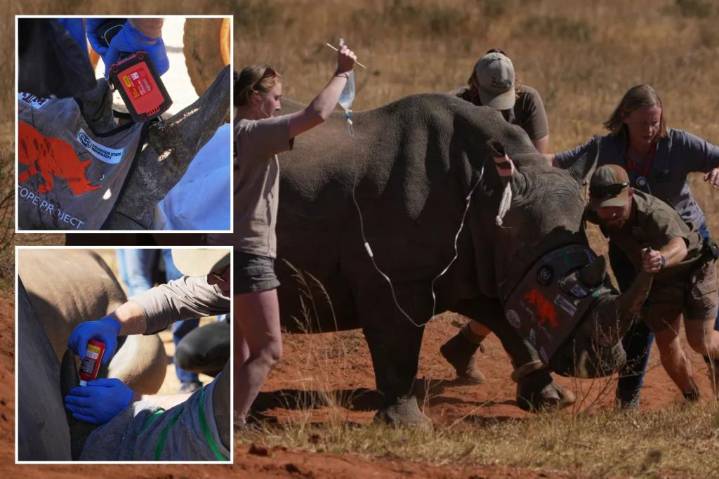 South Africa rhino horns radioactive to fight poaching