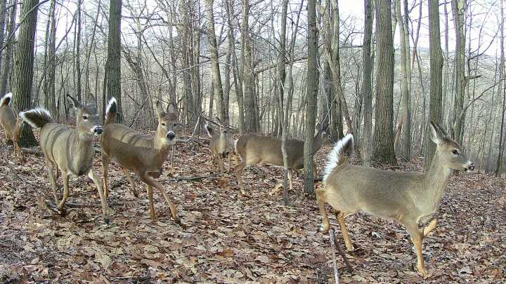 Changes to CWD zones coming, hunters asked to kill more deer