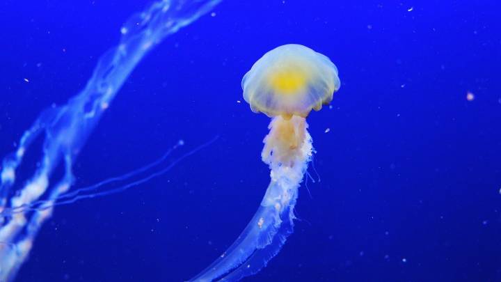 Unos bañistas confunden una medusa gigante con los huevos de un calamar