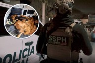 Rescatan a 29 perritos durante cateos contra el narcomenudeo en Hidalgo; estaban en condiciones deplorables