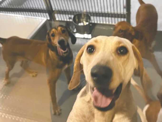 Ontario to end medical research testing on dogs and cats, premier says