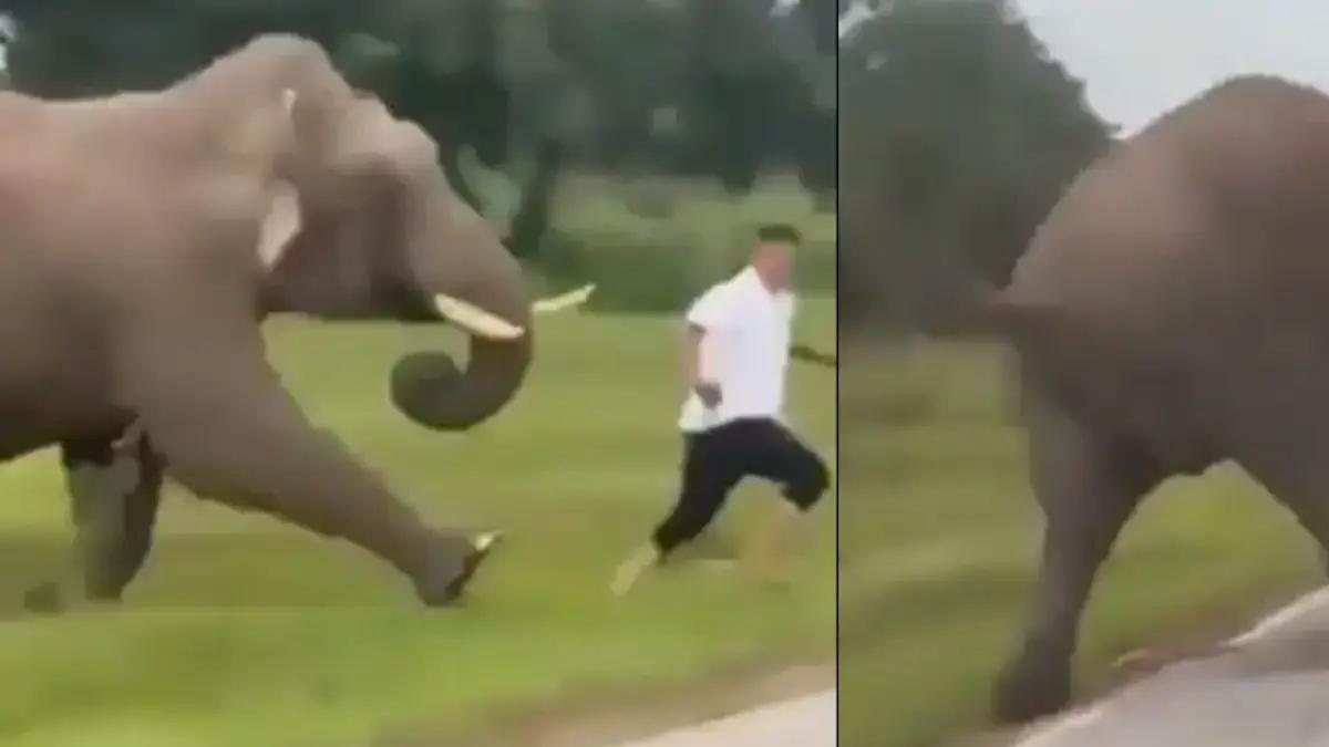 Turista comete imprudencia por intentar acercarse a un elefante para tomar una ‘selfie’