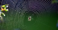 UK on 'high alert' as country's most dangerous spider set to invade homes