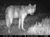 Western Slope lawmakers want to pause wolf reintroduction to make small dent in Colorado's $1 billion budget hole