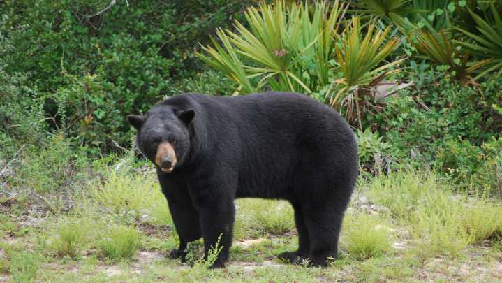 FWC to vote on Florida bear hunt at Aug. 13 meeting in Havana