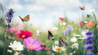 The Breathtaking Blue Flower That's A Must-Plant For Hummingbirds And Butterflies
