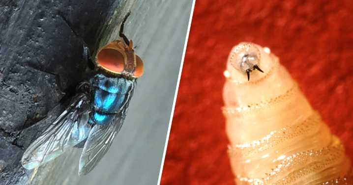 First human screwworm case linked to travel confirmed in U.S., HHS says