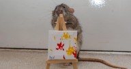 Rats’ mini masterpieces sell for thousands