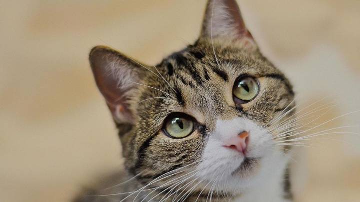 Los gatos desarrollan demencia igual que los humanos con Alzheimer