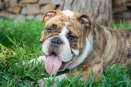 15 Dog Breeds That Match Calm, Cozy Lifestyles