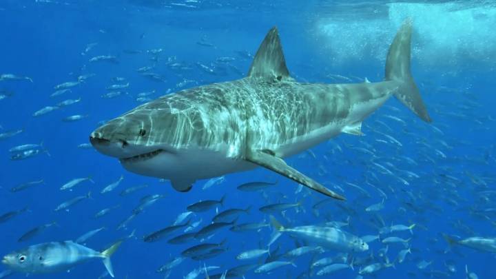 ¿Cuáles son los lugares con más tiburones en el mundo?