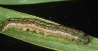 Armyworm invasions a concern among area homeowners
