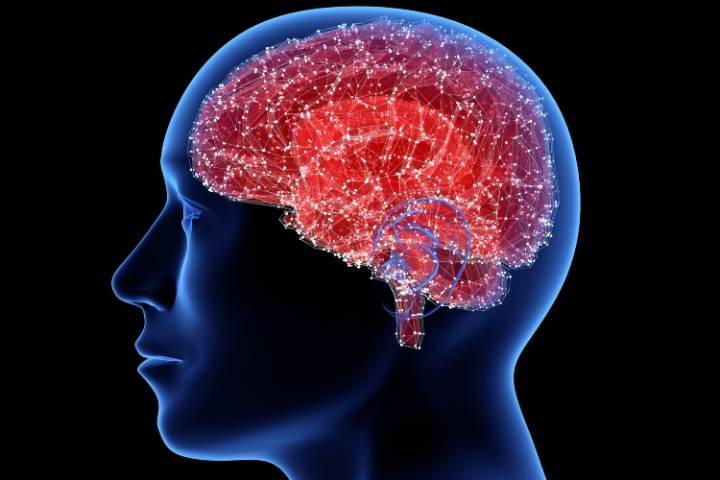 ¿Para qué sirve cada parte del cerebro? Emociones y pensamientos bajo control