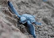 Cinco de siete especies de tortugas marinas visitan costas de BCS