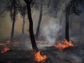 "Es insalvable". España y Portugal en llamas: el calor extremo desata una ola de incendios en el sur de Europa