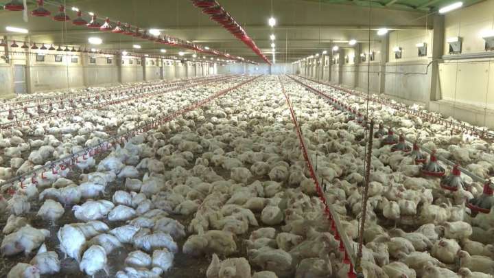 Granjas climatizadas para combatir el calor en pollos y terneros: “Si no están cómodos, no comen”