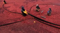 Cranberry bogs, which give a Thanksgiving staple, are being given a second life as vibrant wetlands