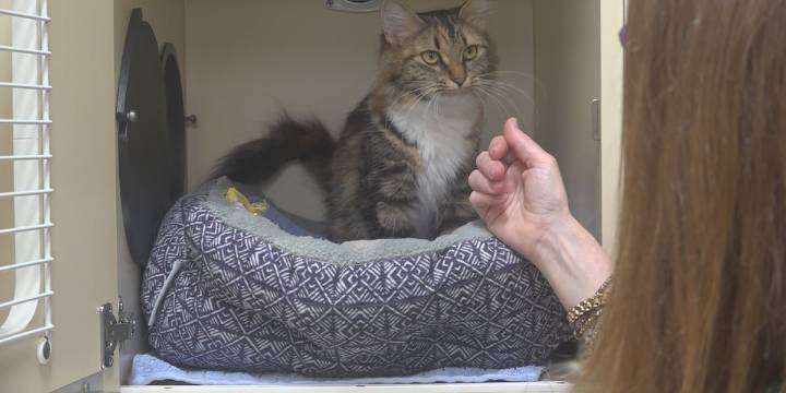 Bangor Humane Society looking for cat adopters during peak ‘kitten season’