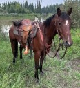 Rimbey RCMP in search of stolen horse