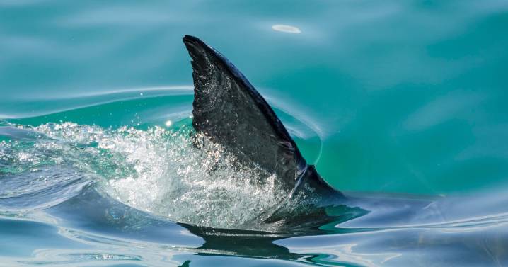American suffers 'severe injuries' in shark attack in the Bahamas