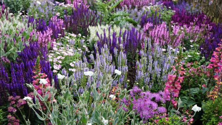 24 Ornamental Sage Varieties To Consider For Your Space