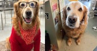 Monessen School District mourning 'beloved' therapy dog Sammy