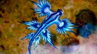 Dragón azul: la peligrosa criatura marina que invade las playas de España y obliga a cerrarlas