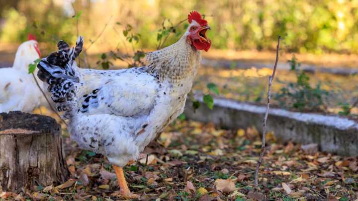 Using Chickens As A Natural Tick Solution Has A Downside