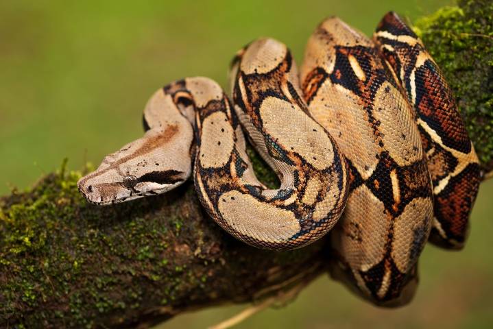 Encuentran serpiente de 2 metros devorando un gato en Veracruz