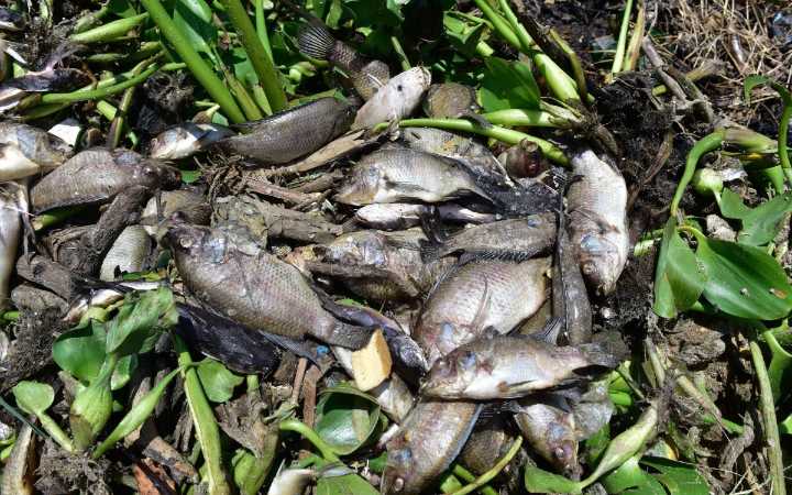 Muerte masiva de especies acuáticas afecta a 7 mil 500 familias en Guerrero