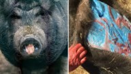 Impacto al descubrir cerdos con piel azul brillante, tras exposición a pesticidas: se teme por sus efectos en los seres humanos
