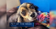 Pet of the Week, Tootsie is filled with spunk, even at ten years old