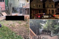 Ataque de pitbulls en EE. UU.: policía salva la vida de un hombre y su mascota, abatidos dos animales