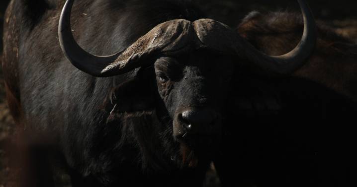Texas big game hunter killed while stalking African Cape buffalo