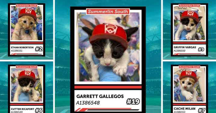 Litter of champions: Kittens named after Summerlin South members up for adoption
